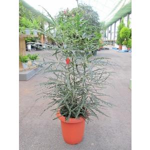 グリーンアラレア 8号 アラレア ディジゴセカ 観葉植物 鉢植え 販売 苗 苗木 送料無料 インテリ...