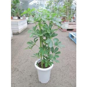 シェフレラ・ホンコン・カポック 7号 観葉植物 鉢植え 苗 インテリア 贈り物 ギフト 鉢 鉢植え ...