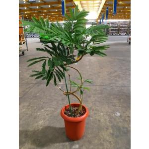エバーフレッシュ ねむの木 8号 茶陶器鉢 観葉植物 インテリア 鉢植え