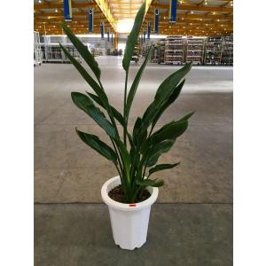 ストレリチア レギネ 8号 観葉植物 スタイリッシュ 鉢植え 苗 リゾート 南国 お中元 お歳暮 母...