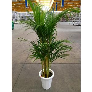 アレカヤシ 8号 観葉植物 スタイリッシュ 鉢植え 苗 リゾート 南国 お中元 お歳暮 母の日 プレ...
