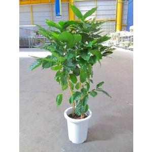 コーヒーの木 8号鉢 深い緑色のツヤツヤした葉っぱが特徴の美しい観葉植物です。きれいな緑がインテリア...