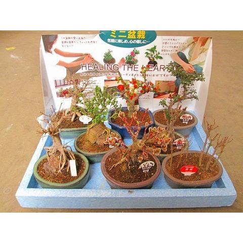 ミニ盆栽 おまかせ 8鉢セット 陶器鉢 鉢植え 鉢 植物 用土 送料無料 園芸 植木 ミニ盆栽セット...