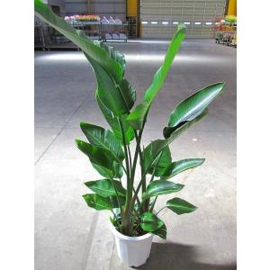 ストレリチア オーガスタ 10号 観葉植物 鉢...の詳細画像1