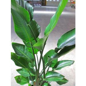ストレリチア オーガスタ 10号 観葉植物 鉢...の詳細画像2