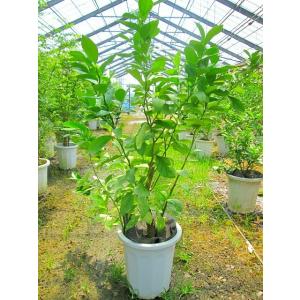 レモンの木 10号 春に開花し秋にレモンが収穫できます。 果樹苗 果樹 果実 鉢植え 柑橘 レモンツ...