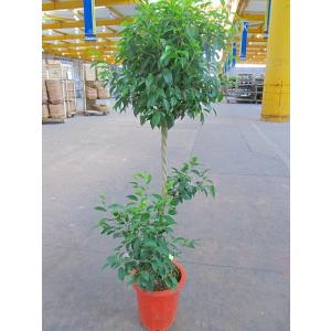 フィカス・バーガンディ 10号 黒ゴム 観葉植物 ゴムの木 販売 苗 苗木