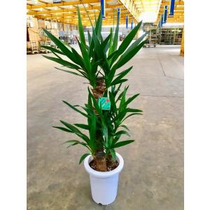ユッカ・エレファンティペス 8号 観葉植物 インテリア 青年の木