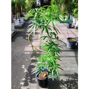 アンガスティ フォリア 曲がり 8号 観葉植物 シェフレラ 大鉢 鉢植え 販売 苗 苗木 送料無料 ...