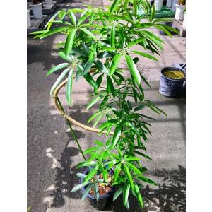アンガスティ フォリア 曲がり 8号 観葉植物...の詳細画像1