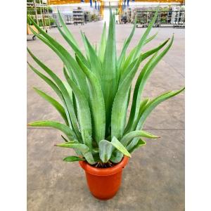 アガベ 8号 観葉植物 リュウゼツラン 大鉢 鉢植え 販売 苗 苗木 送料無料 インテリア 贈り物 ...