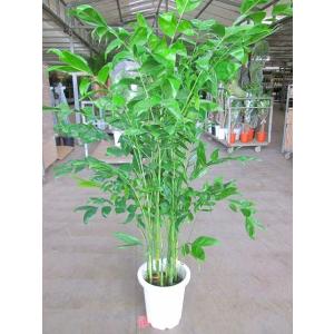 カシワバゴムの木 10号(柏ゴム) フィカス・リラータ 観葉植物 カシワバゴムの木 10号(柏ゴム) フィカス・リラータ 観葉植物