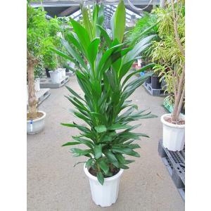 ドラセナ・グローカル 10号 観葉植物 コルディリネ 大鉢 鉢植え 販売 苗 苗木 送料無料 インテ...