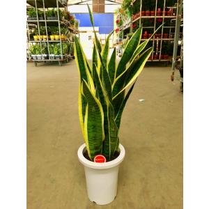 サンセベリア・トリファスキアタ（サンスベリア）7号 マイナスイオン 観葉植物 インテリア 空気清浄 ...