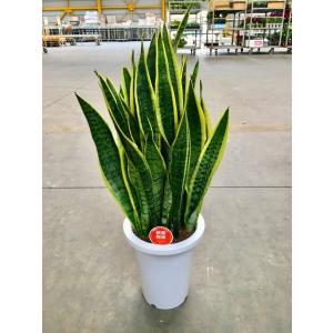 サンセベリア・トリファスキアタ（サンスベリア）8号 マイナスイオン 観葉植物 インテリア 空気清浄 ...
