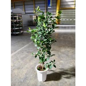 フィカス・バーガンディ 10号 黒ゴム 観葉植物 ゴムの木 販売 苗