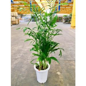 カシワバゴムの木 10号（柏ゴム） フィカス・リラータ 観葉植物 鉢植え