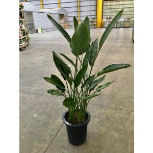 ストレリチア レギネ 10号 観葉植物 スタイリッシュ 鉢植え 苗 リゾート 南国 お中元 お歳暮 ...