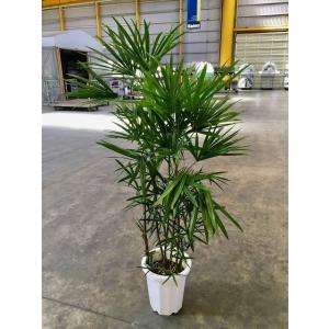 シュロチク　棕櫚竹　8号鉢　60 観葉植物 シュロチク（棕櫚竹） 8号 プラスチック鉢 | 観葉植物