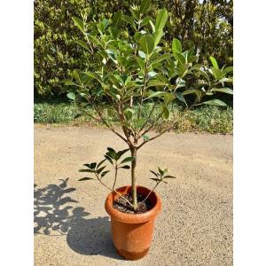 フランスゴム 8号(フィカス・ルビギノーサ) 観葉植物 ゴムの木 販売 苗 苗木 鉢植え 送料無料