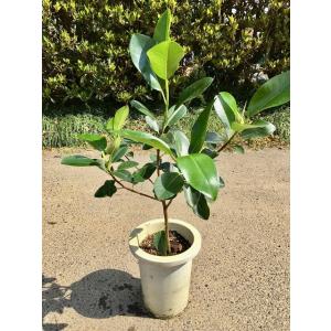 コニファー ブルーアイス 10号 観葉植物 鉢植え 苗 苗木 木 販売 送料