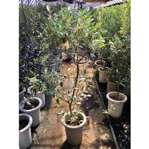 ロシアン・オリーブ 7号 グミ科 観葉植物 オリーブ 販売 苗 苗木 鉢植え 希少種 送料無料