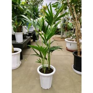 ケンチャヤシ 8号 観葉植物 鉢植え 販売 苗 苗木 鉢植え 送料無料 インテリア 贈り物 ギフト お誕生日 記念日 開店祝い｜bloomgrace