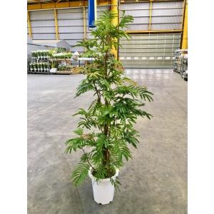 エバーフレッシュ 10号 ねむの木 観葉植物 インテリア 鉢植え スタイリッシュ 母の日 父の日 苗...