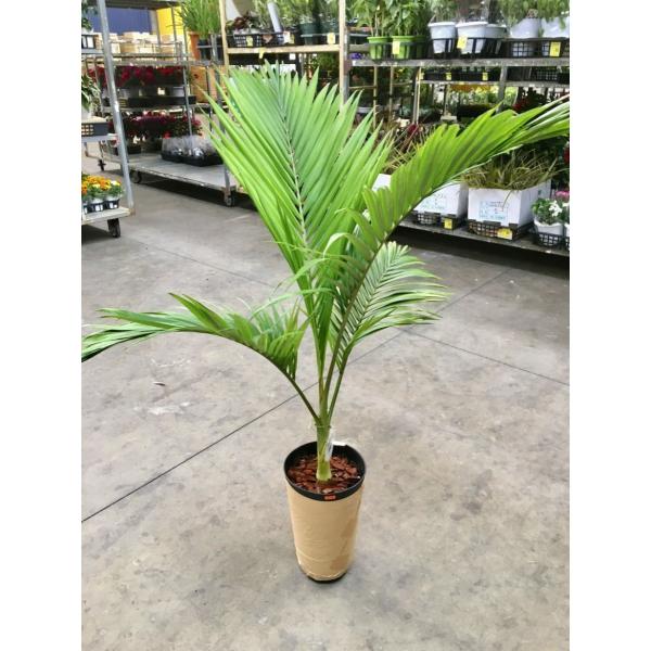 キングパーム 8号 ユスラヤシ ヤシ 観葉植物 インテリア 鉢植え スタイリッシュ 母の日 父の日 ...