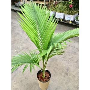 キングパーム 8号 ユスラヤシ ヤシ 観葉植物...の詳細画像1