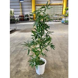 アンガスティ フォリア 曲がり樹形 10号 観葉植物 シェフレラ ホンコン 鉢植え 販売 苗 苗木 ...