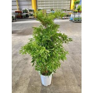 ポリシャス タイワンモミジの商品一覧 通販 Yahoo ショッピング