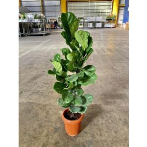ストレリチア オーガスタ 7号 観葉植物 鉢植え 苗 リゾート 南国
