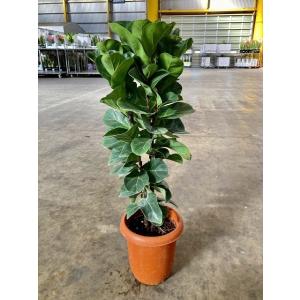 ストレリチア オーガスタ 7号 観葉植物 鉢植え 苗 リゾート 南国