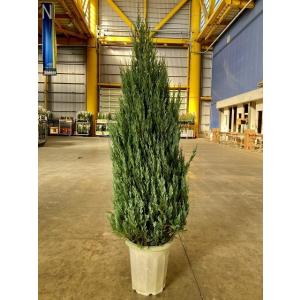 ムーングロー 10号 コニファー 観葉植物 インテリア 鉢植え スタイリッシュ 母の日 父の日 苗 ...