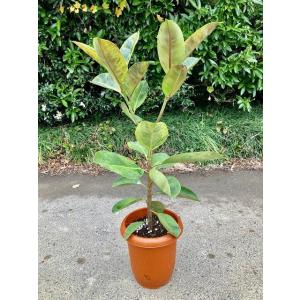 フィカス・エラスティカ・ジン 8号 観葉植物 鉢植え 希少種 苗 お中元 お歳暮 母の日 プレゼント...