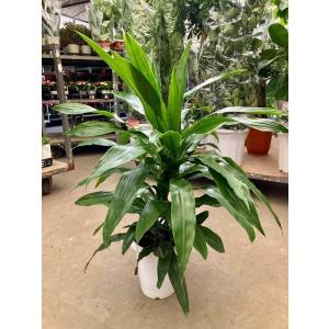 ムーングロー 10号 コニファー 観葉植物 インテリア 鉢植え