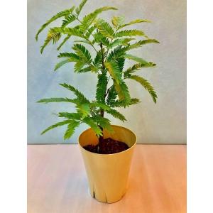 エバーフレッシュ 4号 ホワイト 観葉植物 ねむの木 インテリア 贈り物