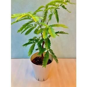 ココヤシ 7号 ヤシの木 観葉植物 ヤシの実 ヤシノミ 送料無料 ココナツ