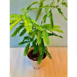 エバーフレッシュ 4号 ホワイト 観葉植物 ね...の詳細画像1