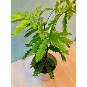 エバーフレッシュ 4号 ホワイト 観葉植物 ね...の詳細画像2