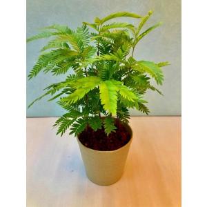 観葉植物エバーフレッシュの商品一覧 通販 Yahoo ショッピング