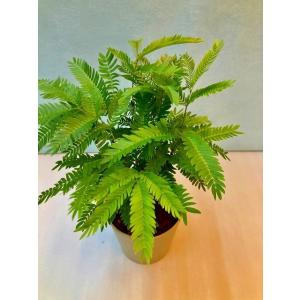 エバーフレッシュ 3.5号 ホワイト 観葉植物...の詳細画像1