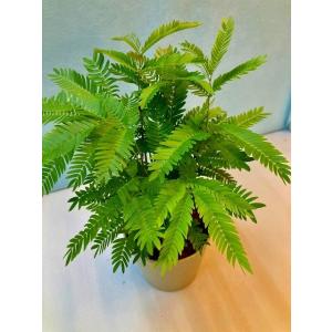 エバーフレッシュ 3.5号 ホワイト 観葉植物...の詳細画像2