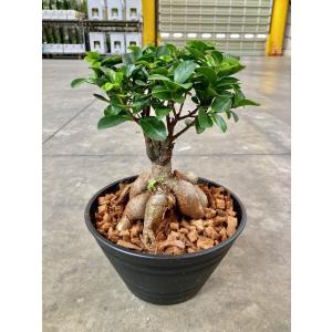 アンガスティ フォリア 曲がり 8号 観葉植物 シェフレラ 大鉢 鉢植え