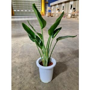 キングパーム 8号 ユスラヤシ ヤシ 観葉植物 インテリア 鉢植え