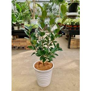 シュロチク 8号 シュロ竹 観葉植物 棕櫚竹 鉢植え 販売 苗 苗木