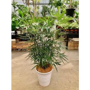 パンノキ　約110cm 鉢　観葉植物　グリーン　レア　green インテリア グリーンアラレア 8号 茶陶器鉢 アラレア ディジゴセカ 観葉植物