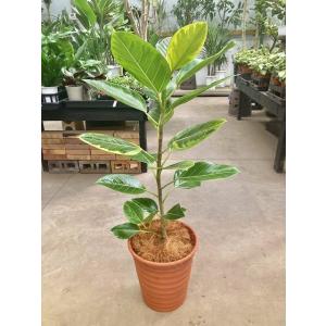 ジャワゴム 8号 観葉植物 ムクゲゴムノキ 希少種 限定 鉢植え 販売 苗