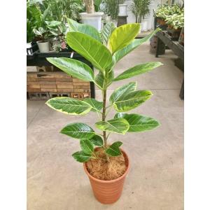 アルテシーマ 8号 茶陶器鉢 観葉植物 鉢植え...の詳細画像1